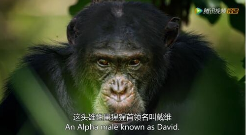五大家族角逐动物界“奥斯卡” 腾讯视频独播BBC纪录片《王朝》上线